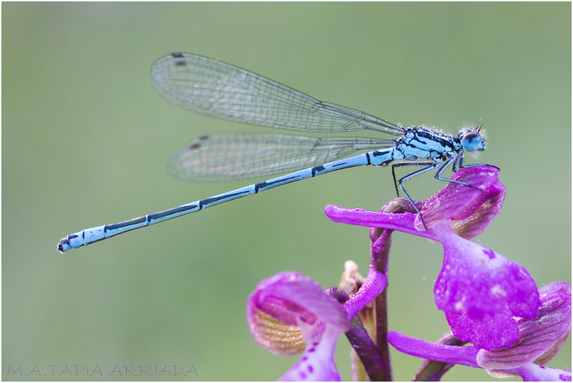 Coenagrion puella photo 1