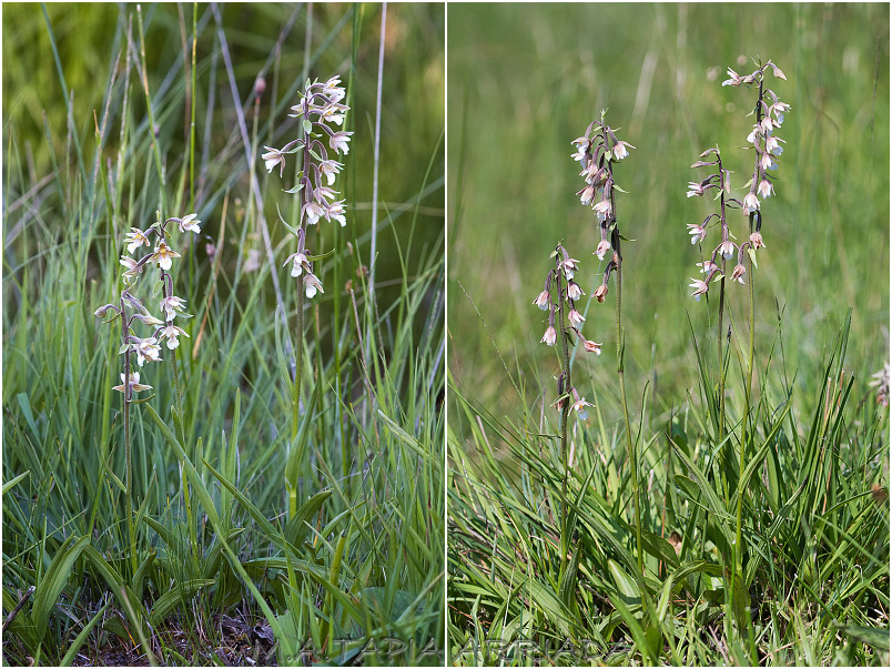 Epipactis palustris photo 1