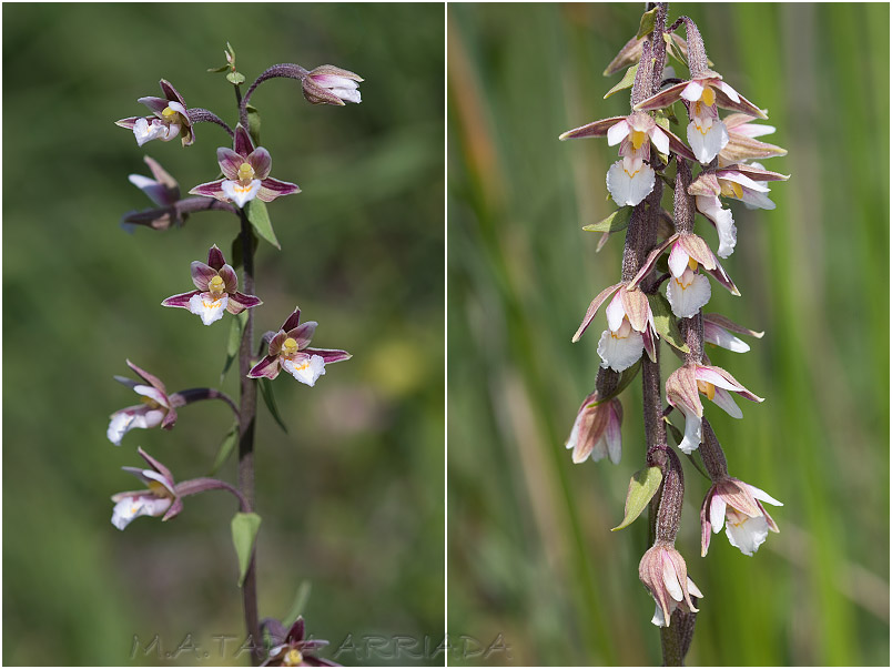 Epipactis palustris photo 3