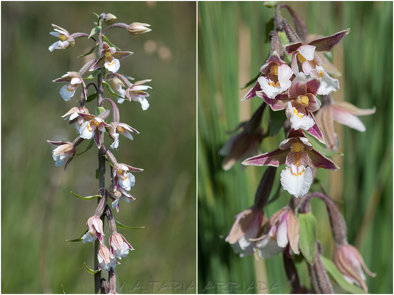 Epipactis palustris photo 4