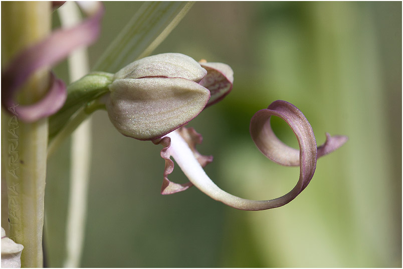 Himantoglossum hircinum photo 9