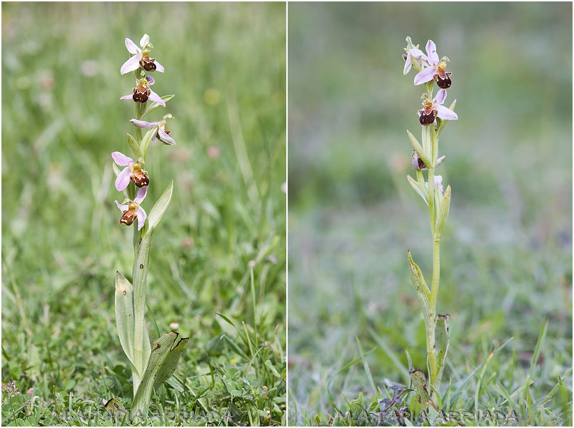 Ophrys apifera photo 1