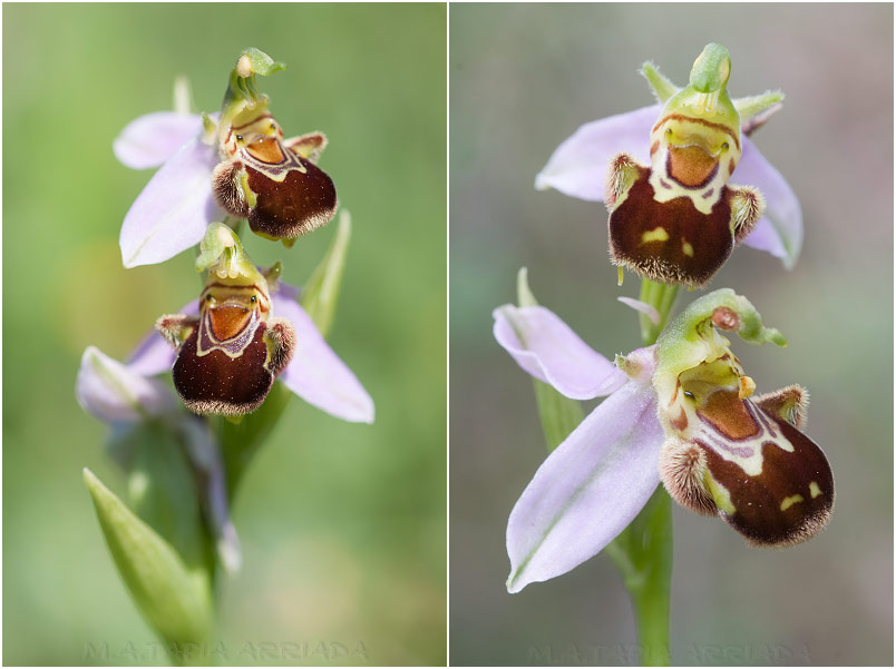 Ophrys apifera photo 5
