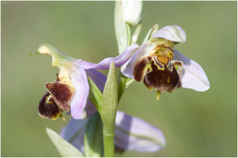 Ophrys apifera photo 7
