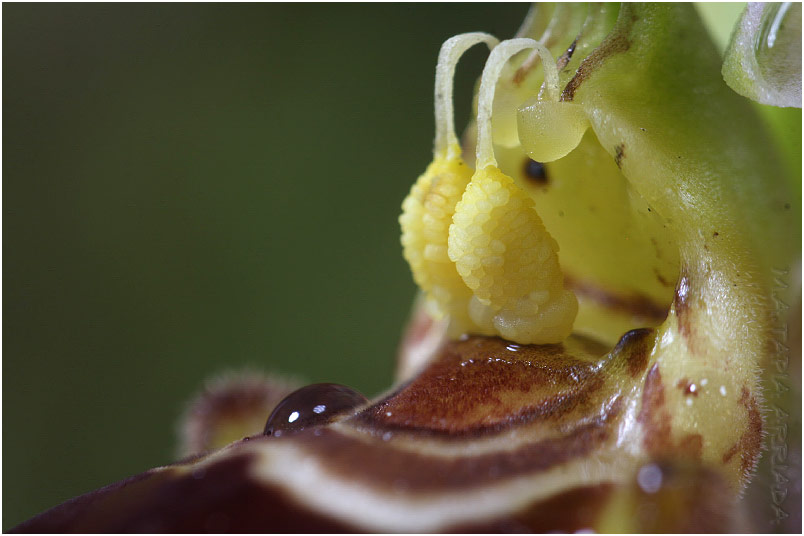 Ophrys apifera photo 8