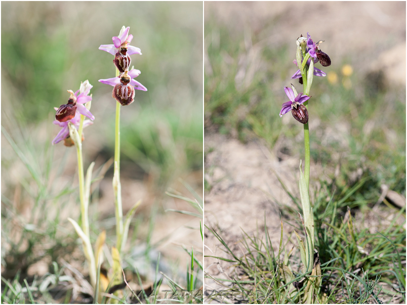 Ophrys aveyronensis photo 2