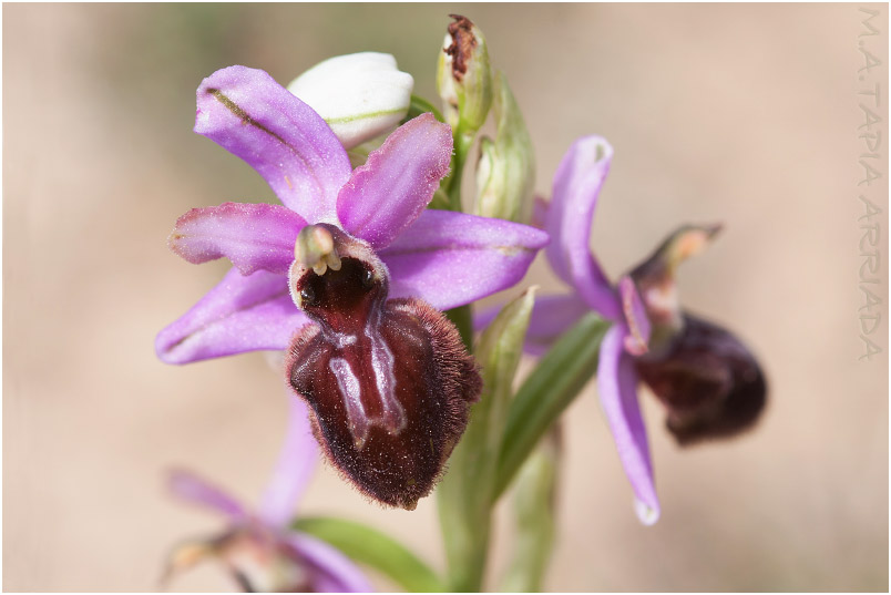 Ophrys aveyronensis photo 5