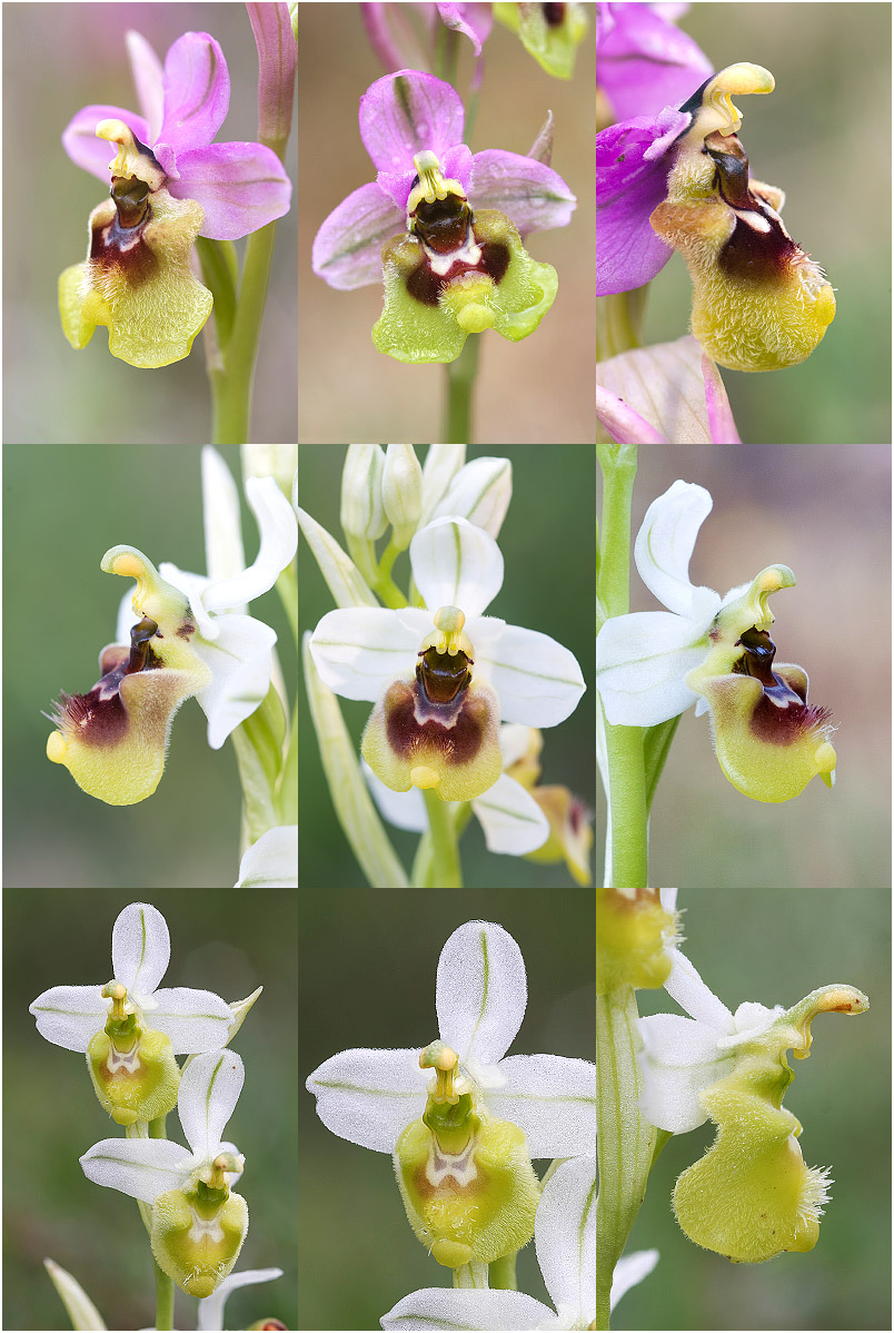 Ophrys ficalhoana photo 10