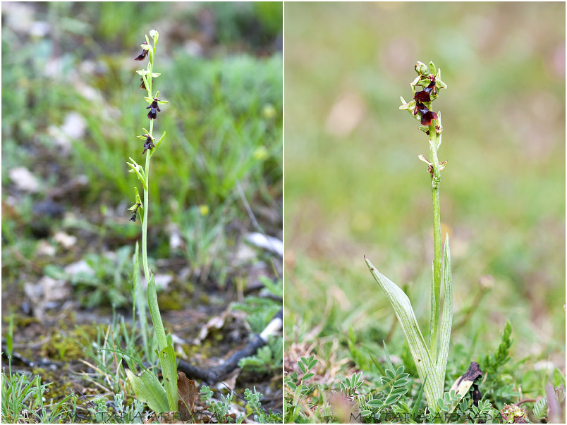 Ophrys insectifera photo 1