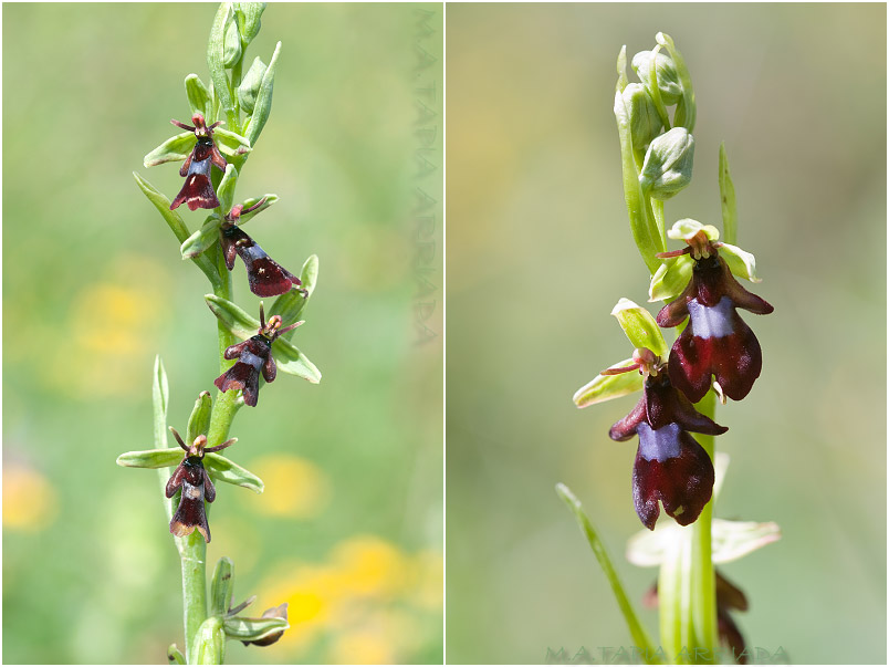 Ophrys insectifera photo 4