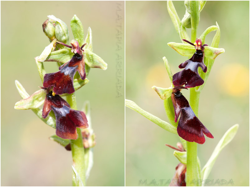 Ophrys insectifera photo 5