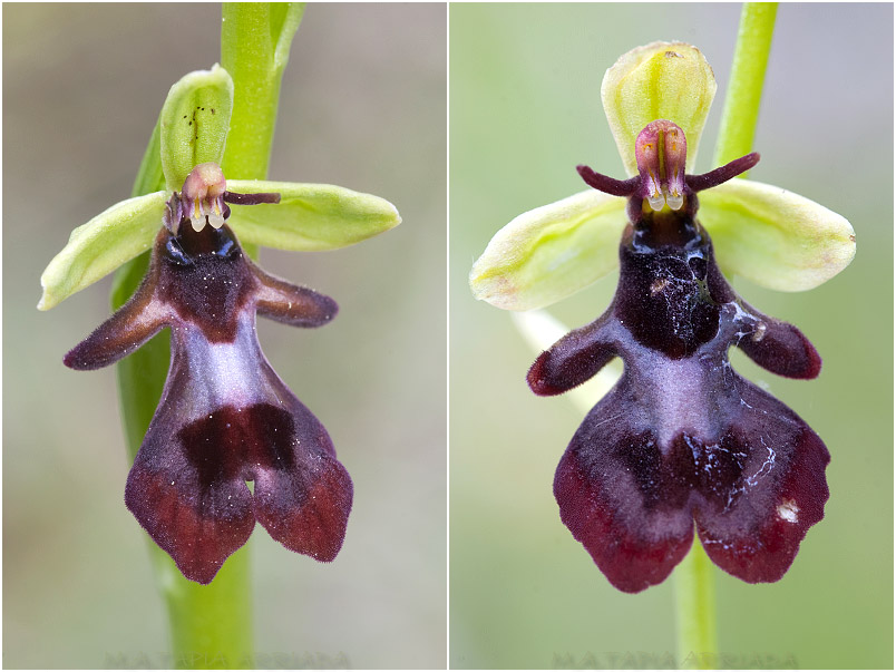 Ophrys insectifera photo 8