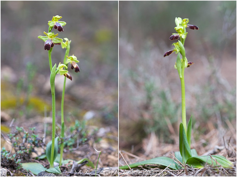 Ophrys lupercalis photo 2