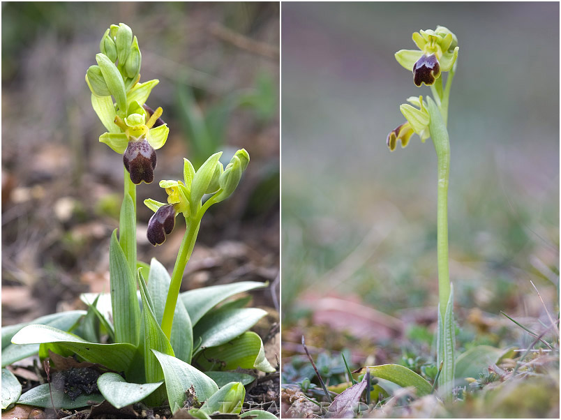 Ophrys lupercalis photo 3