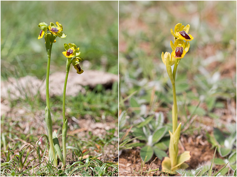 Ophrys lutea photo 1