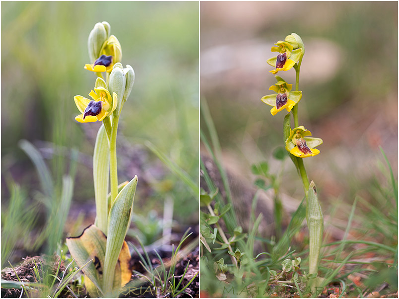 Ophrys lutea photo 2