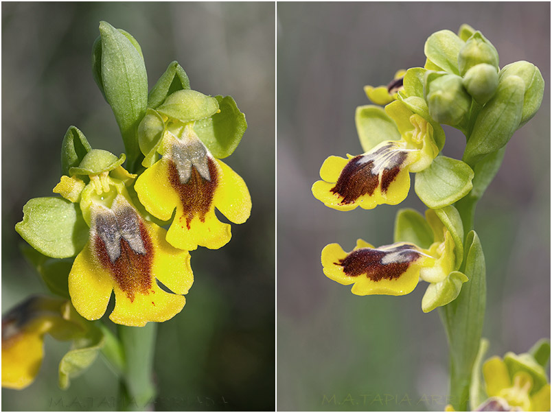 Ophrys lutea photo 5