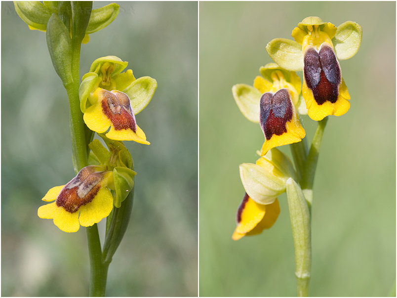 Ophrys lutea photo 6