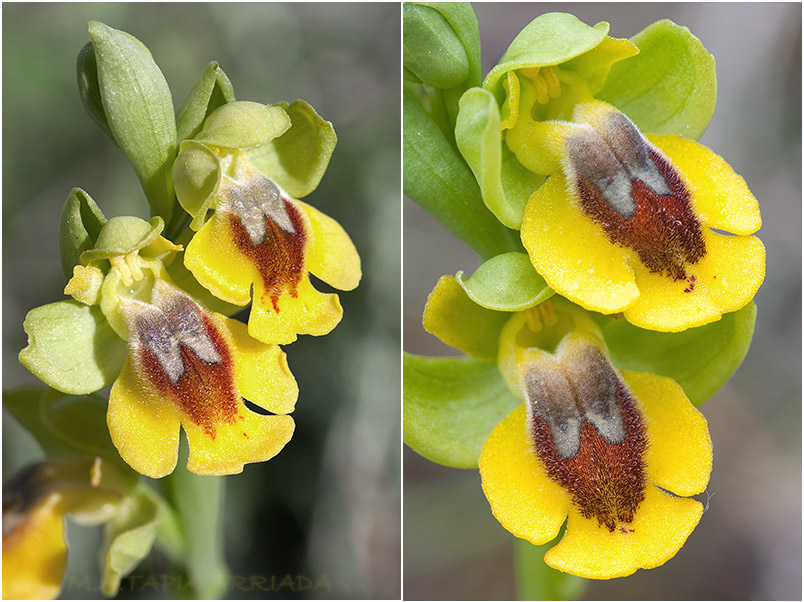 Ophrys lutea photo 7