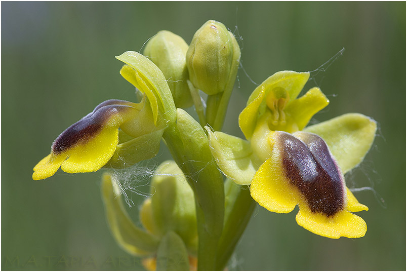 Ophrys lutea photo 9