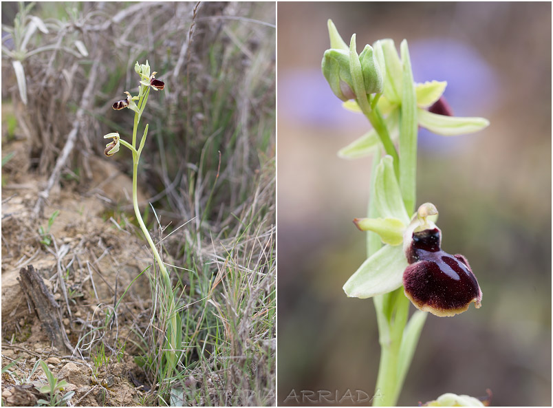 Ophrys passionis photo 1