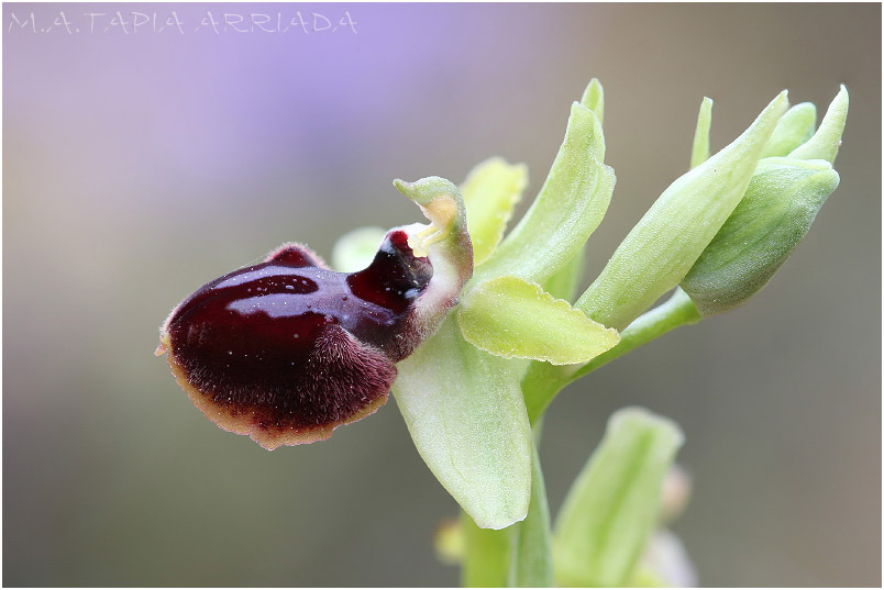 Ophrys passionis 3