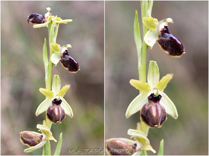Ophrys passionis photo 3