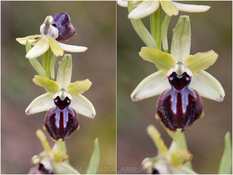Ophrys passionis photo 4