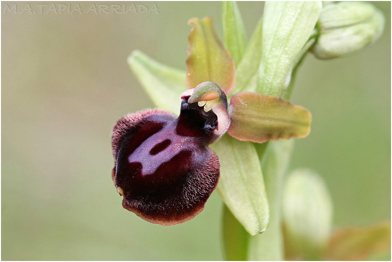 Ophrys passionis 4