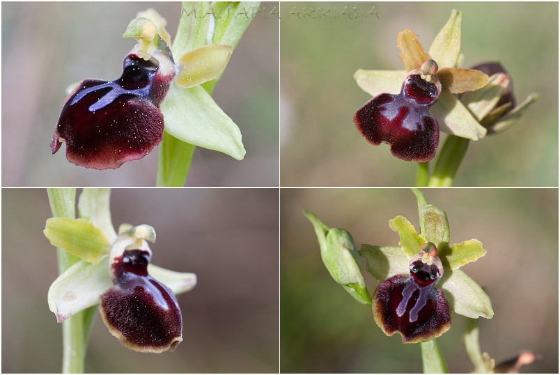 Ophrys passionis photo 6