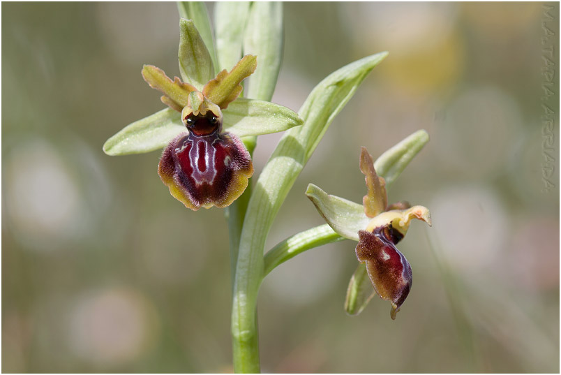 Ophrys riojana 3