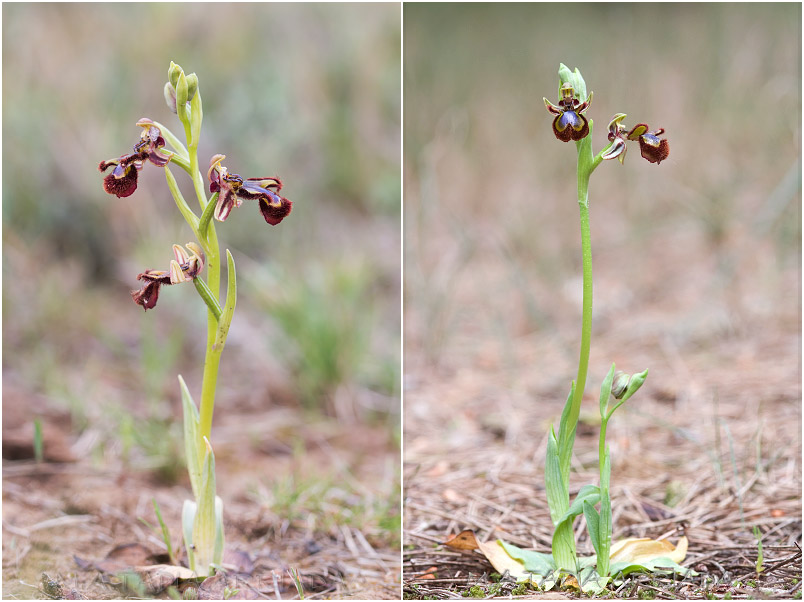 Ophrys speculum photo 1