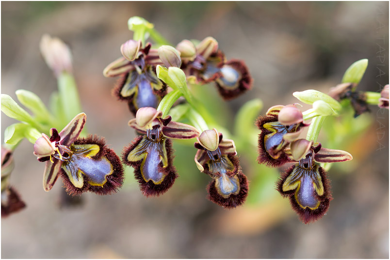 Ophrys speculum 4