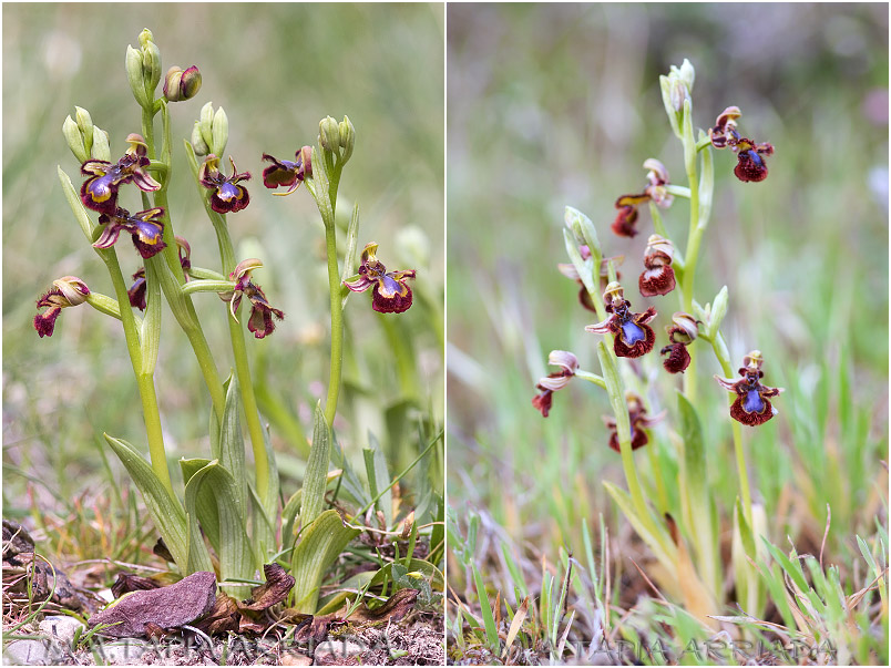 Ophrys speculum photo 2