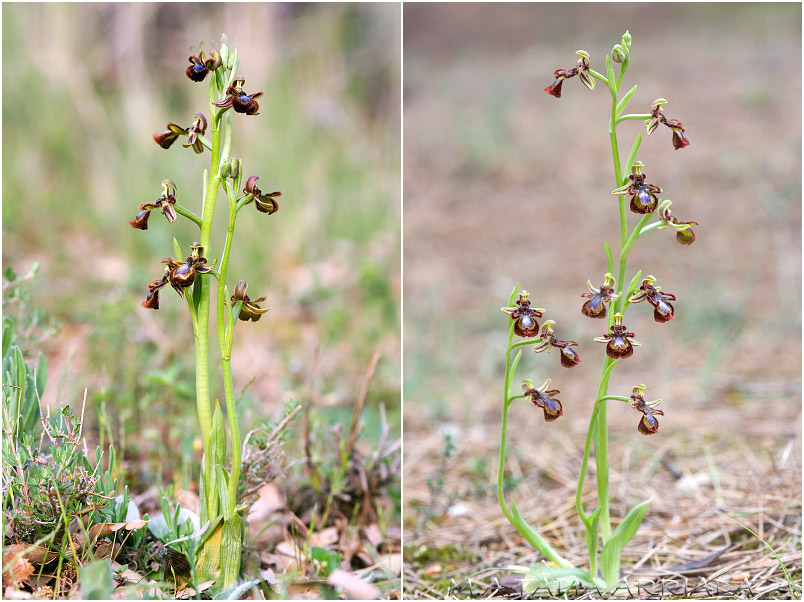 Ophrys speculum photo 3