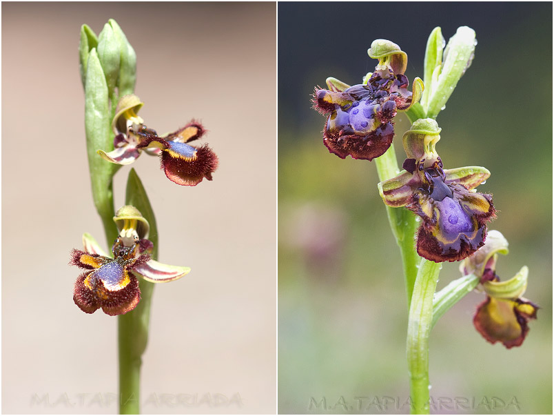 Ophrys speculum photo 4