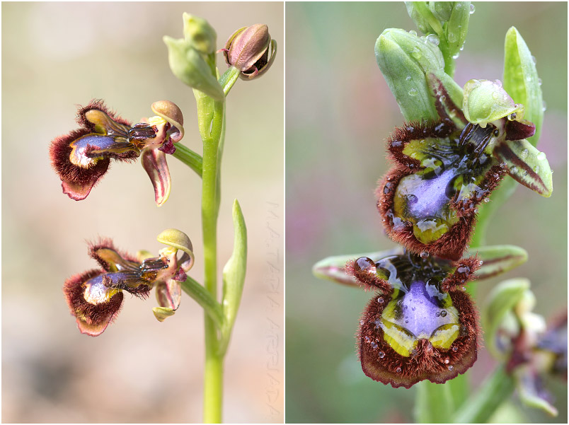 Ophrys speculum photo 5