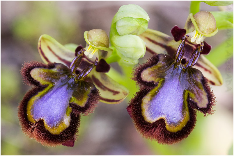 Ophrys speculum photo 6