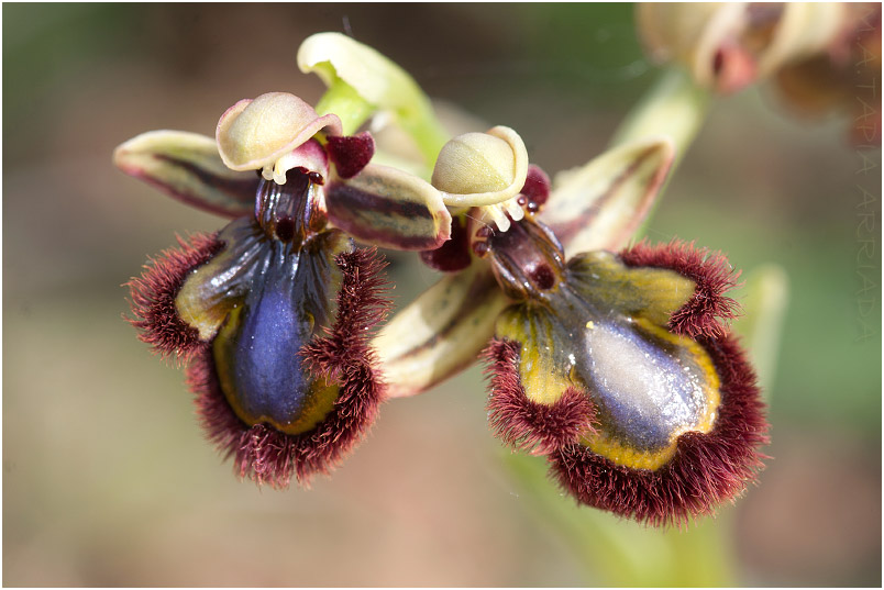 Ophrys speculum photo 7