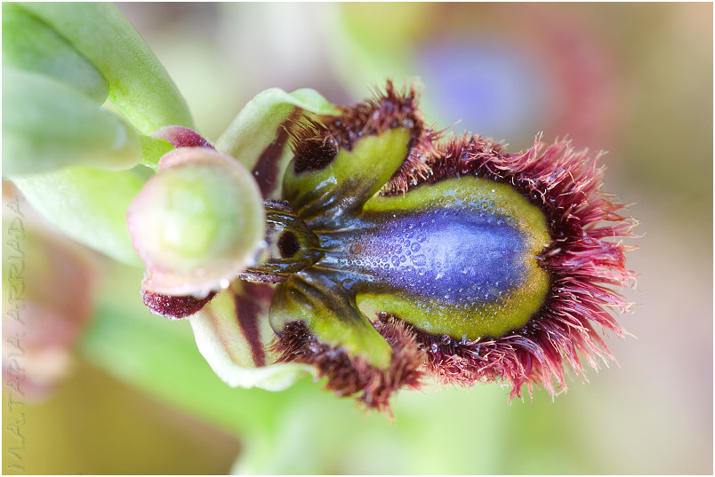 Ophrys speculum photo 8