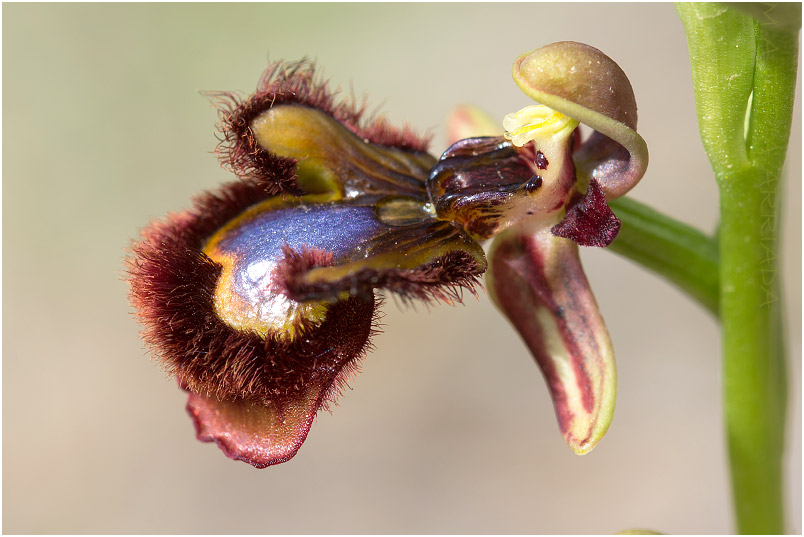 Ophrys speculum photo 9