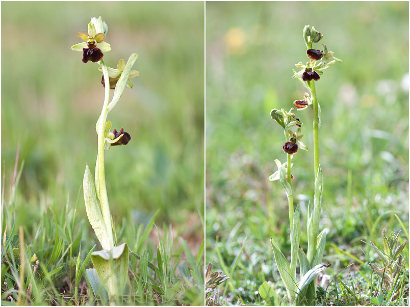 Ophrys sphegodes photo 1
