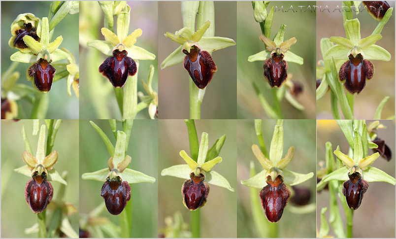 Ophrys sphegodes photo 10