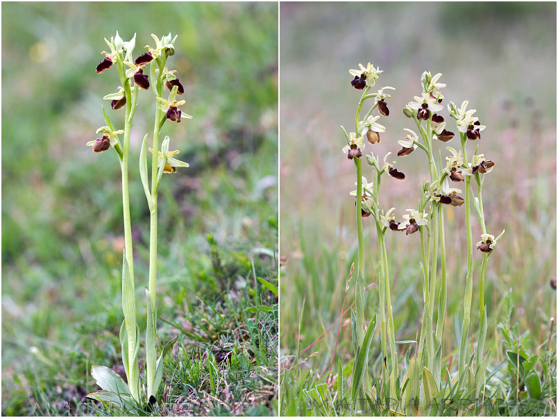 Ophrys sphegodes photo 3