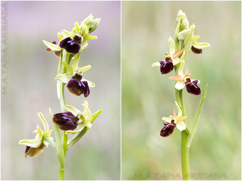 Ophrys sphegodes photo 4