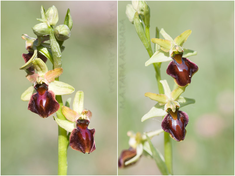 Ophrys sphegodes photo 5