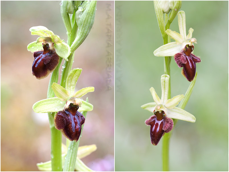Ophrys sphegodes photo 6