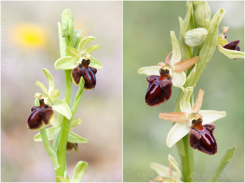 Ophrys sphegodes photo 7