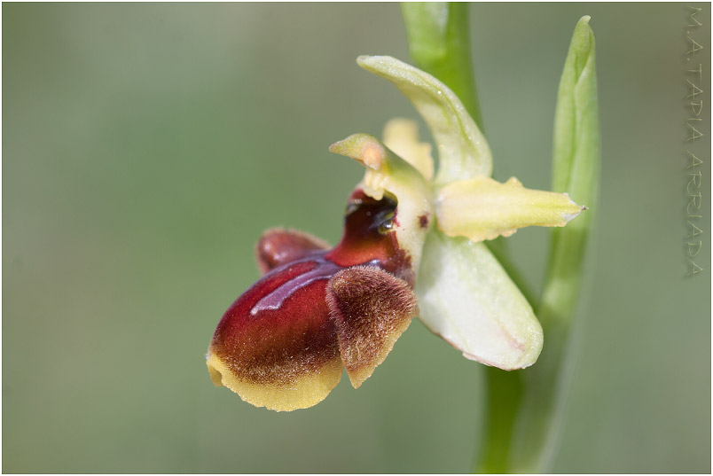 Ophrys sphegodes photo 9