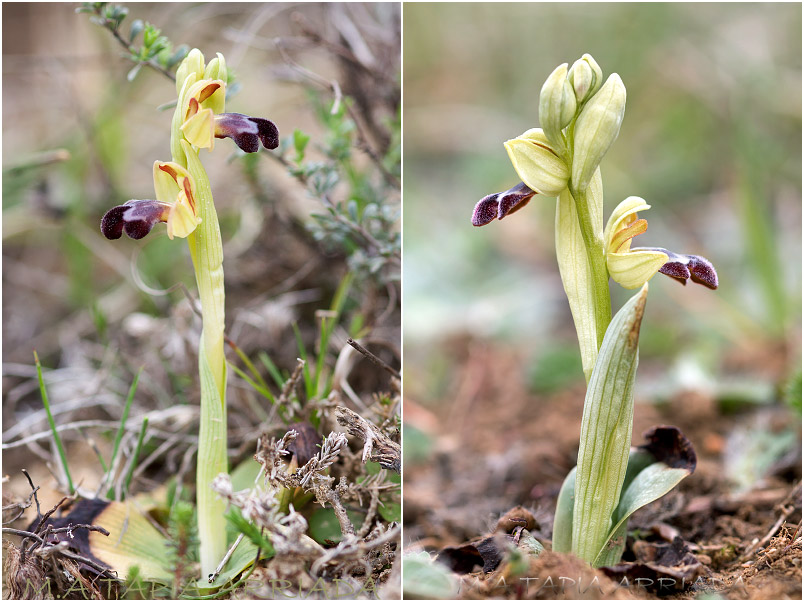 Ophrys vasconica photo 1